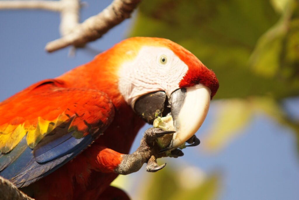 Scarlet macaw, Osa peninsula Costa Rica
