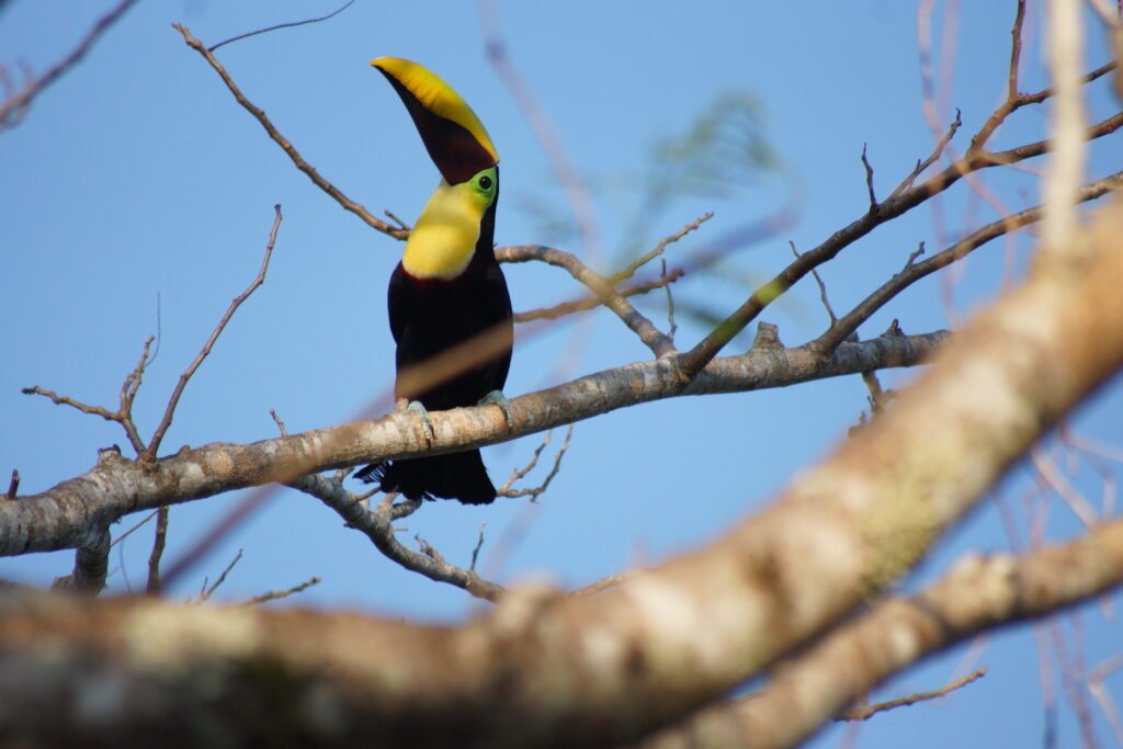 Tucson, Osa Peninsula Costa Rica