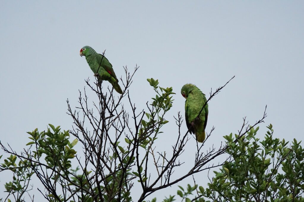 green patriots, Osa peninsulas Costa Rica