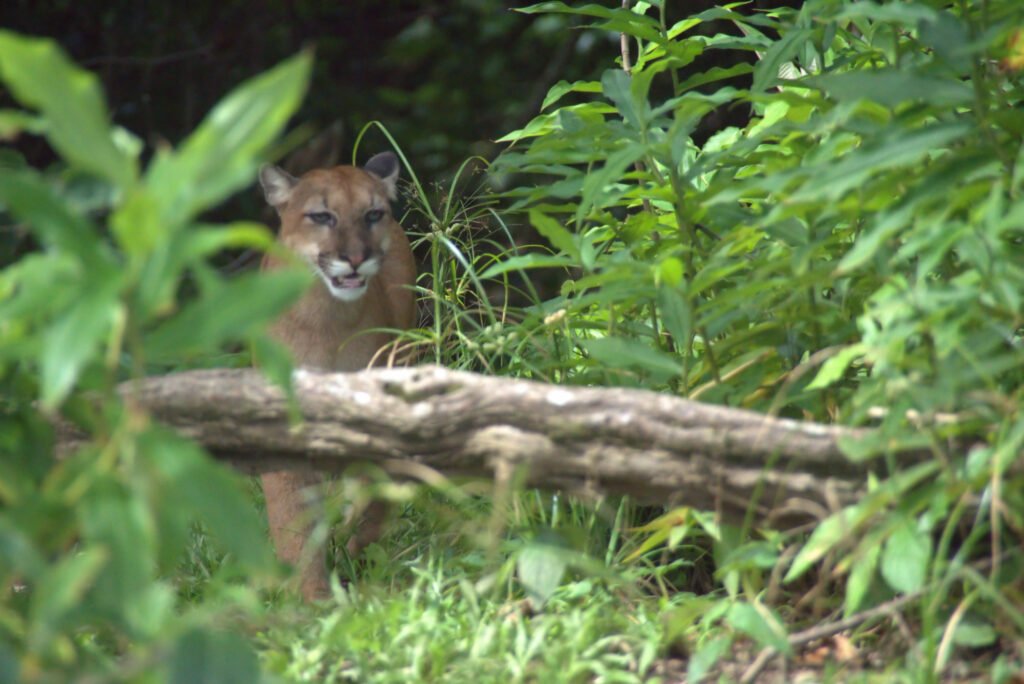 Puma Corcovado Park , Osa Peninsula costa Rica