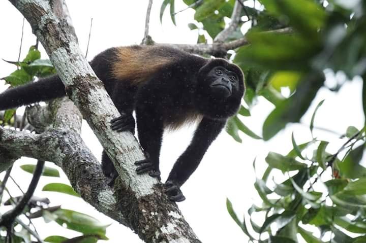 Howlers Monkey, Osa Peninsula Costa Rica