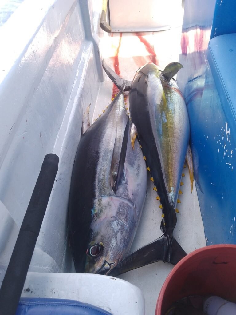 Yellow fin tuna Osa peninsula Costa Rica 