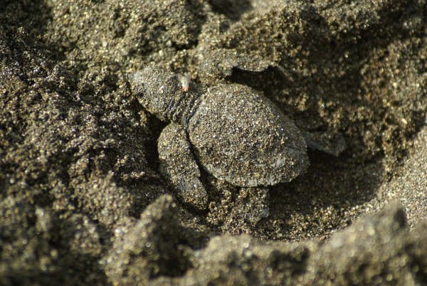 Baby turtle, Osa Peninsula Costa Rica