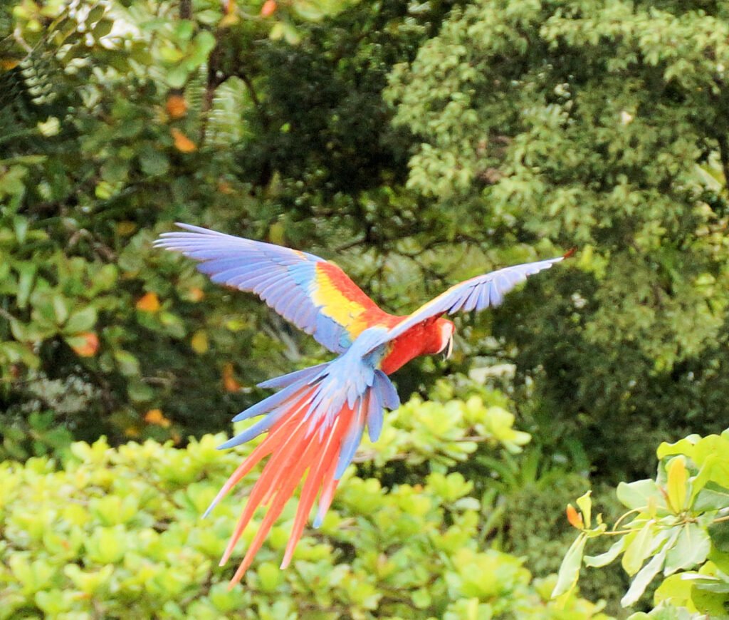 Scarlet Macaw Osa Peninsula Costa rica