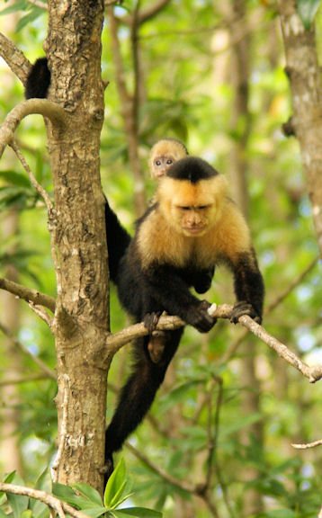 White face monkey  Osa Peninsula Costa Rica