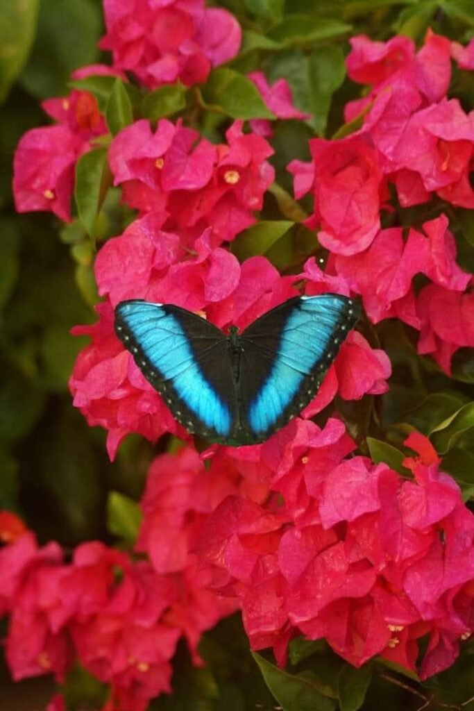 Blue morpho Osa peninsula Costa rica