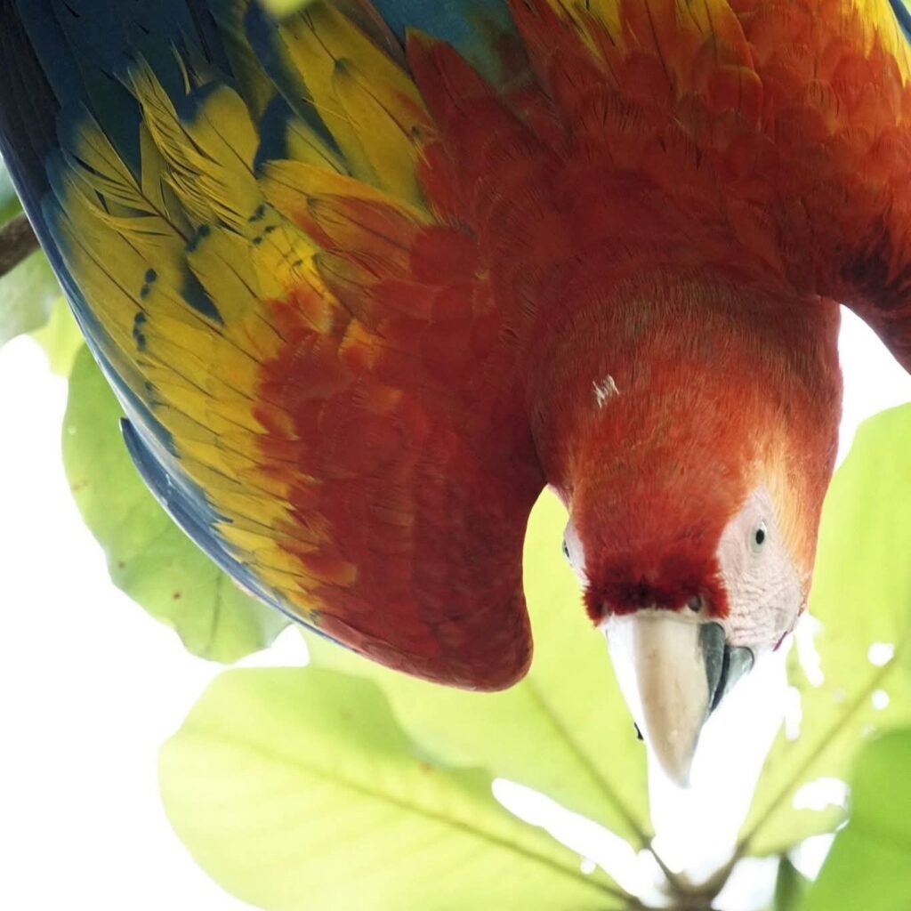 Scarlet Macaw osa peninsula